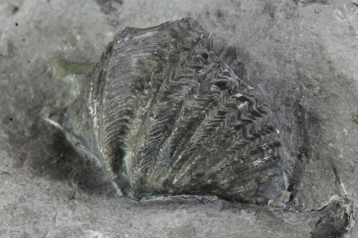 Brachiopod (Mucrospirifer) Fossil - Windom Shale, NY #95951